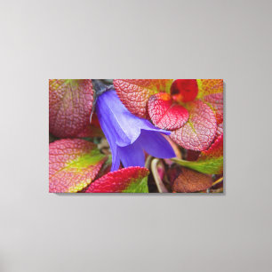N.A., USA, Alaska.  Bluebell in the tundra in Canvas Print