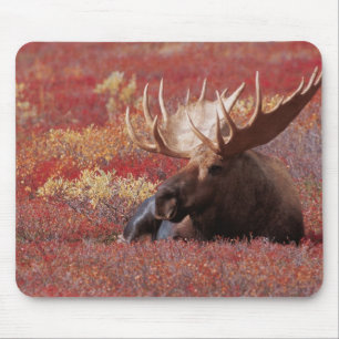 N.A., USA, Alaska, Denali National Park, Bull Mouse Mat