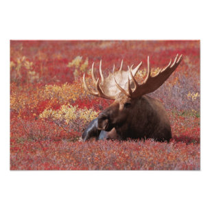 N.A., USA, Alaska, Denali National Park, Bull Photo Print
