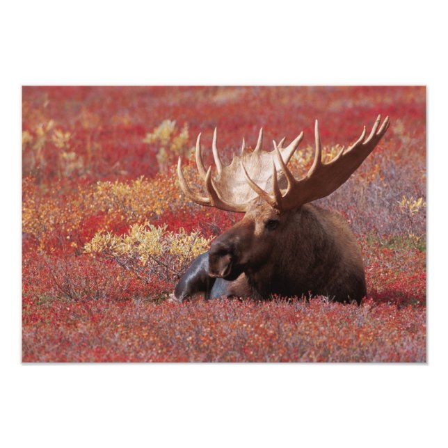 N.A., USA, Alaska, Denali National Park, Bull Photo Print (Front)