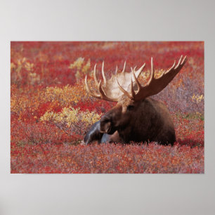 N.A., USA, Alaska, Denali National Park, Bull Poster