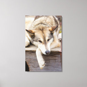 N.A., USA, Alaska. Husky sled dogs Canvas Print