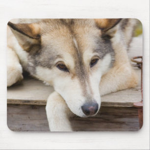 N.A., USA, Alaska. Husky sled dogs Mouse Mat