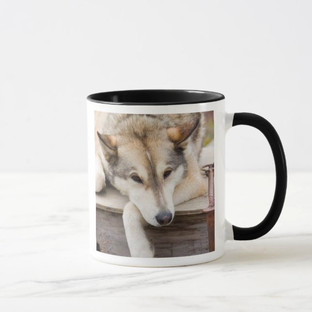 N.A., USA, Alaska. Husky sled dogs Mug (Right)