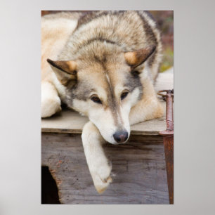 N.A., USA, Alaska. Husky sled dogs Poster