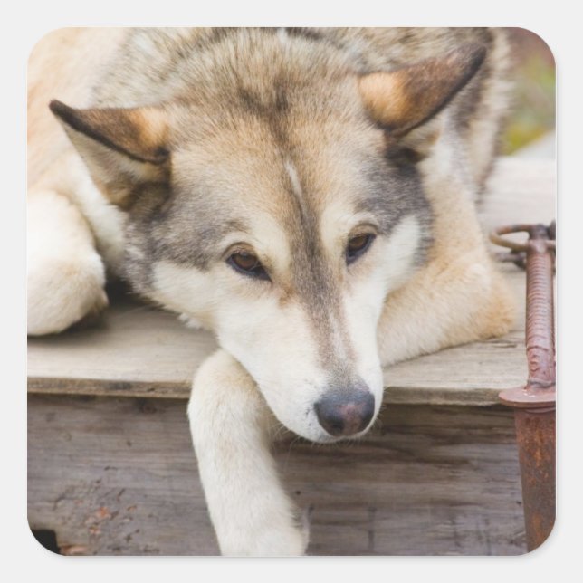 N.A., USA, Alaska. Husky sled dogs Square Sticker (Front)