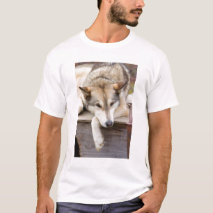 N.A., USA, Alaska. Husky sled dogs T-Shirt