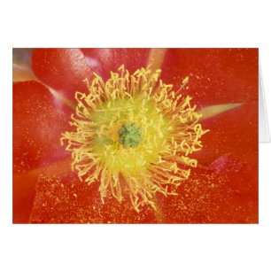 N.A., USA, Arizona, Casa Grande, NM, Desert