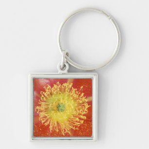 N.A., USA, Arizona, Casa Grande, NM, Desert Key Ring