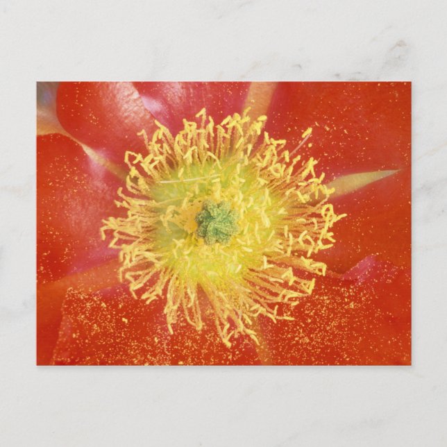 N.A., USA, Arizona, Casa Grande, NM, Desert Postcard (Front)