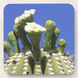 N.A., USA, Arizona, Tucson, Sonora Desert 2 Coaster