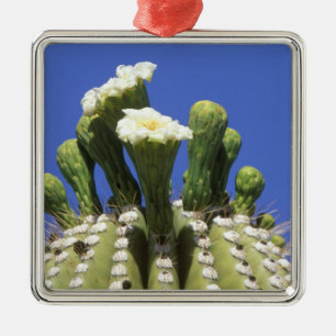 N.A., USA, Arizona, Tucson, Sonora Desert 2 Metal Tree Decoration