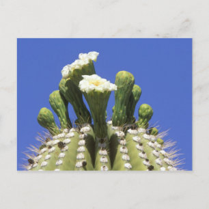 N.A., USA, Arizona, Tucson, Sonora Desert 2 Postcard