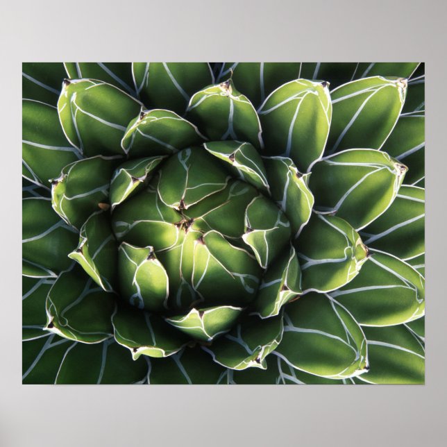 N.A., USA, Arizona, Tucson, Sonora Desert Poster (Front)