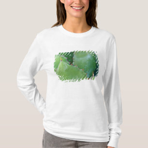 N.A., USA, Arizona, Tucson, Sonora Desert T-Shirt