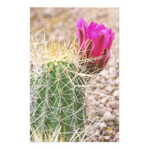 N.A., USA, AZ, Phoenix, Desert Botanical 2 Photo Print