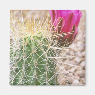 N.A., USA, AZ, Phoenix, Desert Botanical Magnet