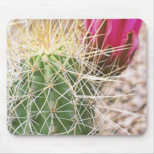 N.A., USA, AZ, Phoenix, Desert Botanical Mouse Mat