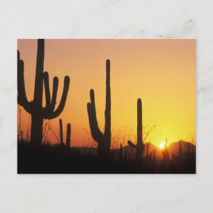 N.A., USA, AZ, Saguaro NP, Saguaro Sunset Postcard