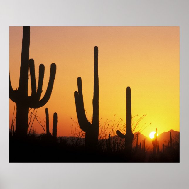 N.A., USA, AZ, Saguaro NP, Saguaro Sunset Poster (Front)