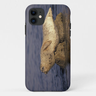 N.A., USA, California, Monterey. Harbour Seal iPhone 11 Case