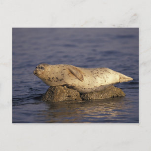 N.A., USA, California, Monterey.  Harbour Seal Postcard
