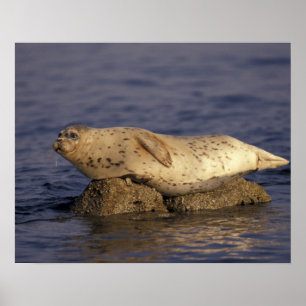N.A., USA, California, Monterey. Harbour Seal Poster