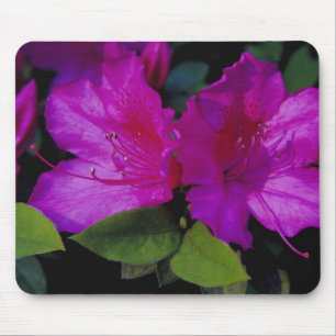 N.A. USA, Georgia, Savannah. Azalea in bloom. Mouse Mat