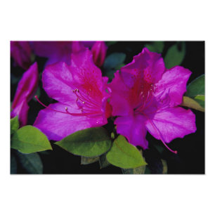 N.A. USA, Georgia, Savannah. Azalea in bloom. Photo Print
