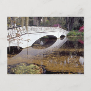 N.A., USA, South Carolina, Charleston.  Magnolia Postcard