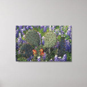 N.A., USA, Texas, Cactus surrounded by Canvas Print