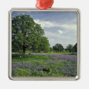 N.A, USA, Texas, Lake Buchanan, Oaks and Blue Metal Tree Decoration