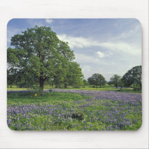N.A, USA, Texas, Lake Buchanan, Oaks and Blue Mouse Mat