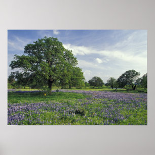 N.A, USA, Texas, Lake Buchanan, Oaks and Blue Poster