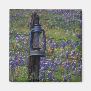 N.A., USA, Texas, Llano, Blue Lantern and Magnet