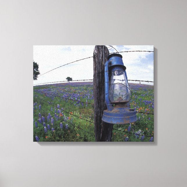 N.A., USA, Texas, Llano, Blue Lantern, Oak tree Canvas Print (Front)