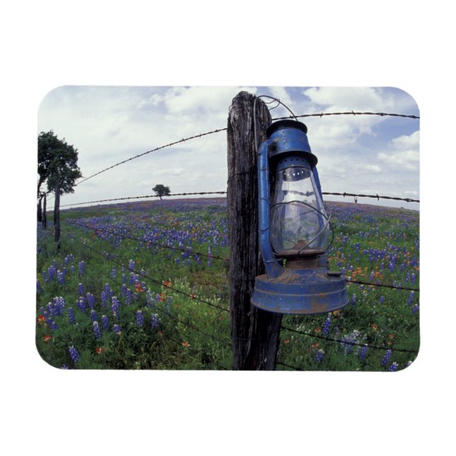 N.A., USA, Texas, Llano, Blue Lantern, Oak tree Magnet (Horizontal)