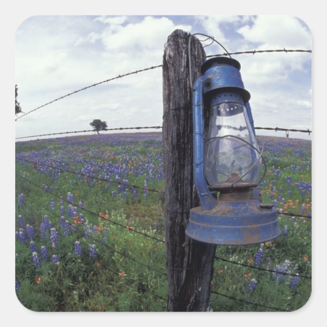 N.A., USA, Texas, Llano, Blue Lantern, Oak tree Square Sticker (Front)