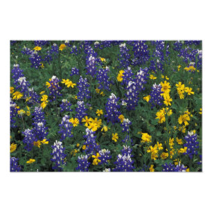 N.A, USA, Texas, Marble Falls, Blue Bonnets Photo Print