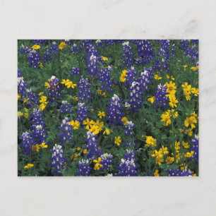 N.A, USA, Texas, Marble Falls, Blue Bonnets Postcard