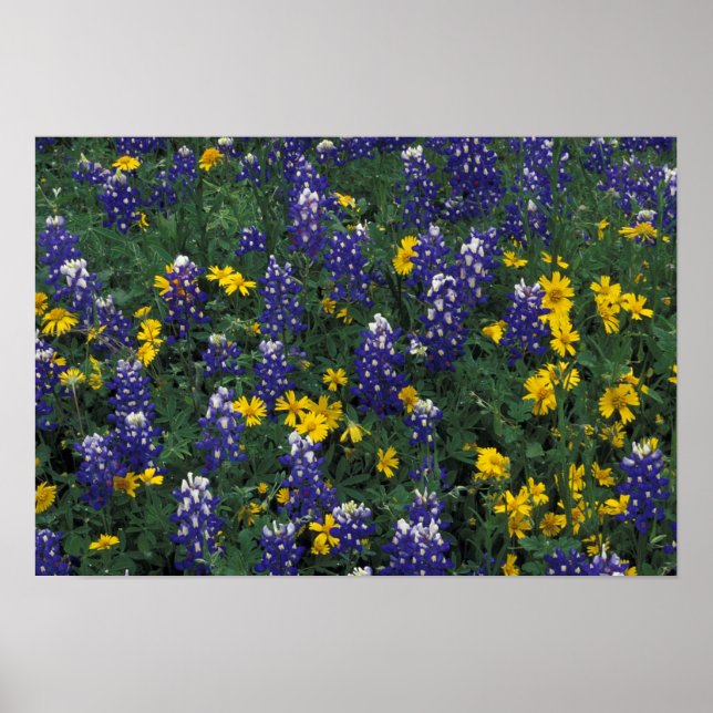 N.A, USA, Texas, Marble Falls, Blue Bonnets Poster (Front)