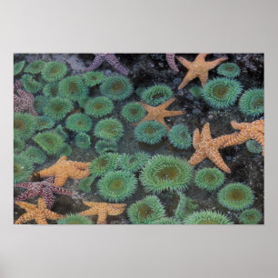 N.A., USA, Washington, Olympic National Park, 2 Poster