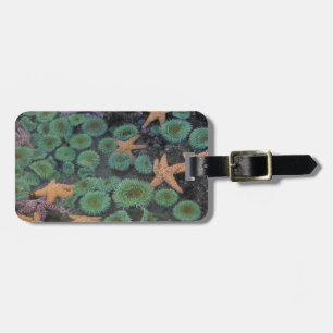 N.A., USA, Washington, Olympic National Park Luggage Tag