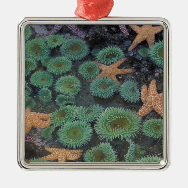 N.A., USA, Washington, Olympic National Park Metal Tree Decoration (Front)