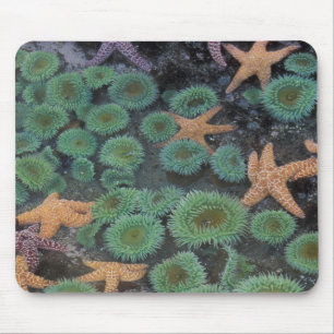 N.A., USA, Washington, Olympic National Park Mouse Mat