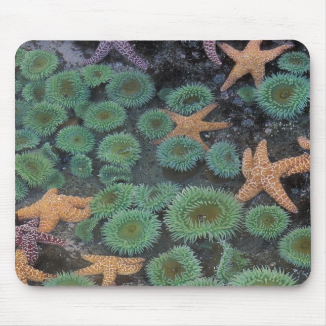 N.A., USA, Washington, Olympic National Park Mouse Mat (Front)