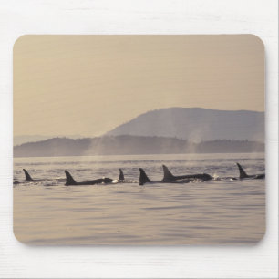N.A., USA, Washington, San Juan Islands Orca Mouse Mat
