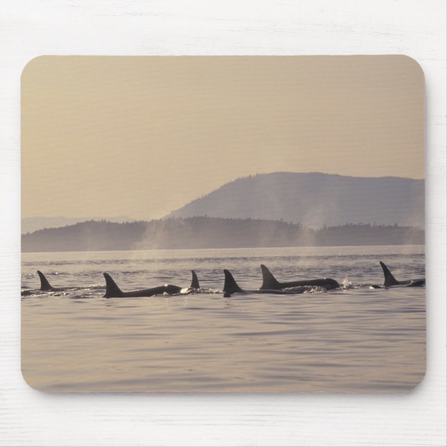N.A., USA, Washington, San Juan Islands Orca Mouse Mat (Front)