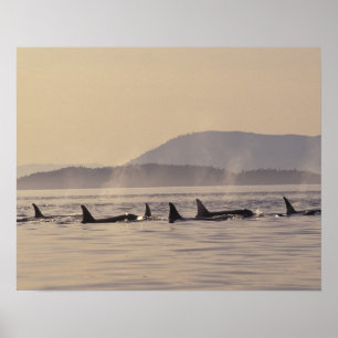 N.A., USA, Washington, San Juan Islands Orca Poster