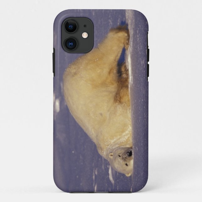 NA, Canada, Manitoba, Churchill, Polar bear Case-Mate iPhone Case (Back)